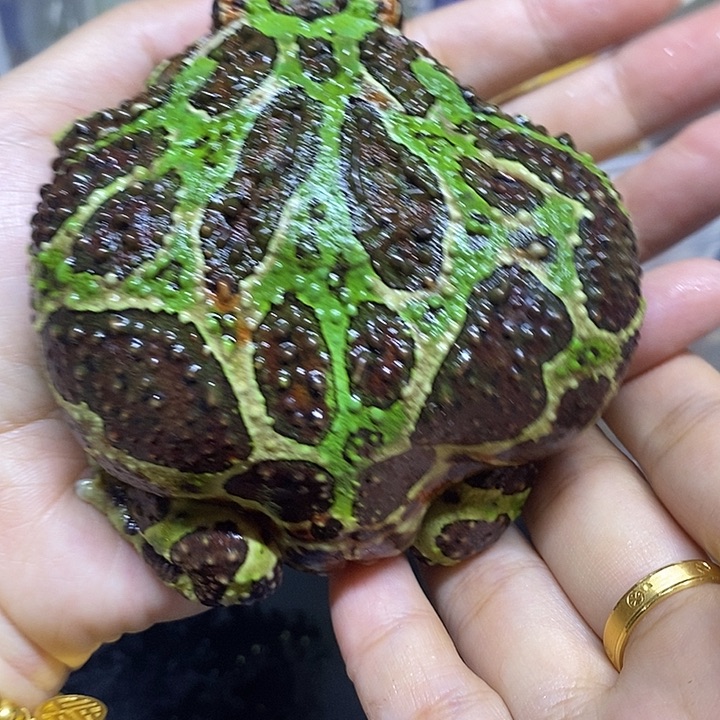 角蛙成体绿中角 宠物活体