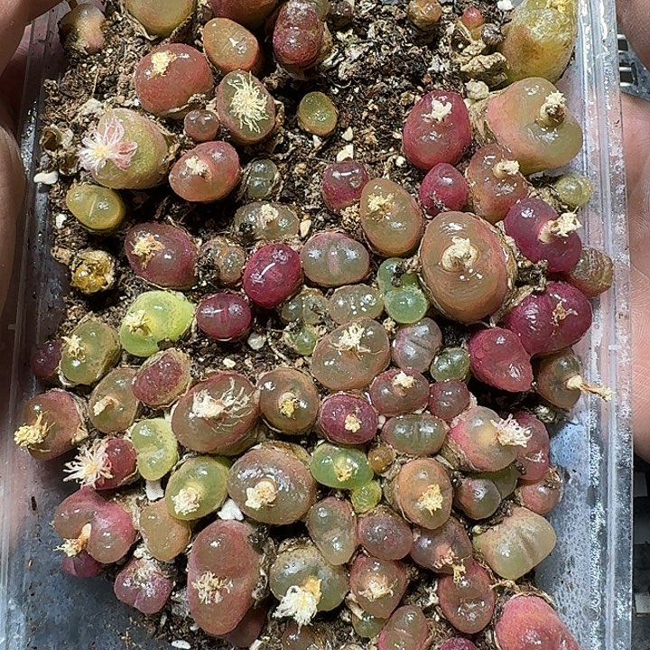 230 多肉植物多肉植物