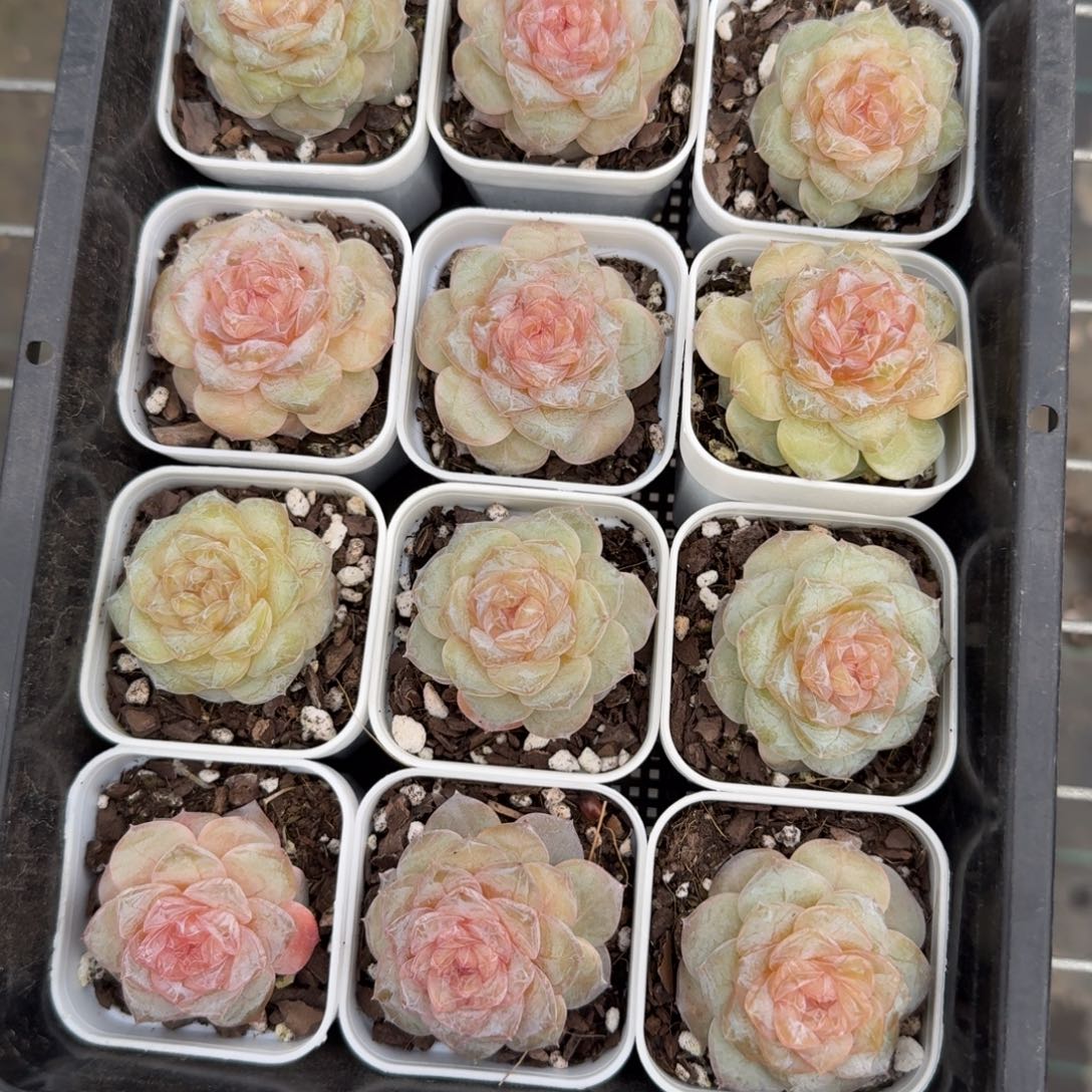 1108-81-齐妃单头量拍