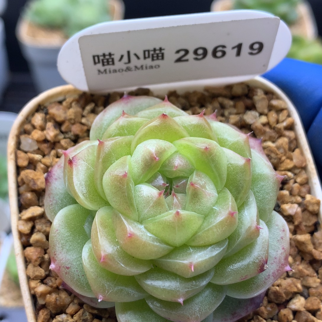 多肉植物杂交珍妮