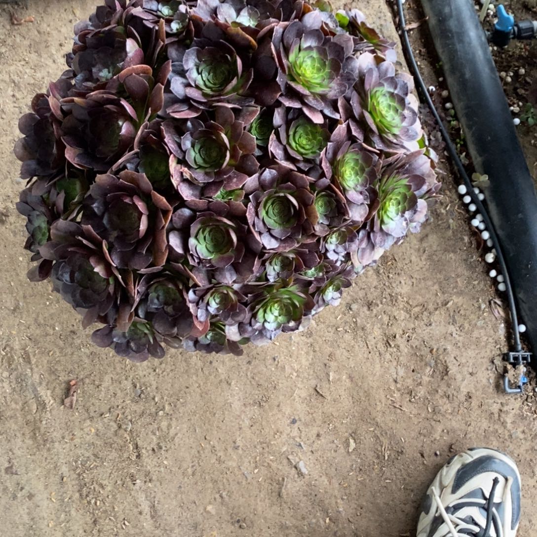 1976号万圣节变异多肉