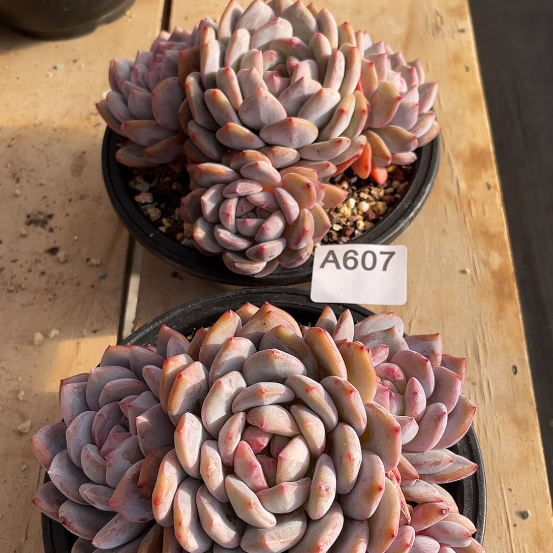 多***贝607多肉植物多肉植物