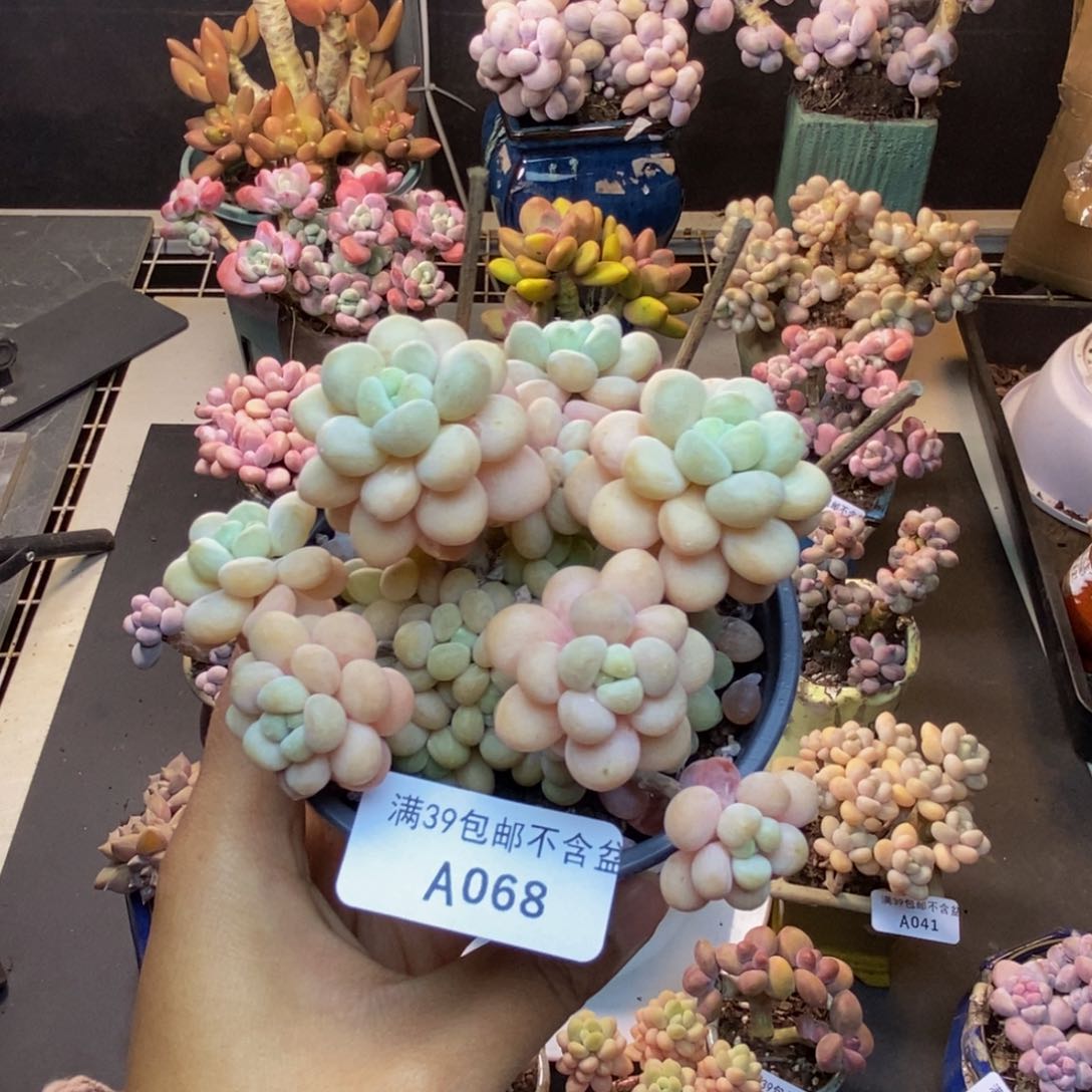 068洛可可多肉7c m