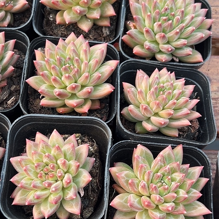   单头       甲骨文