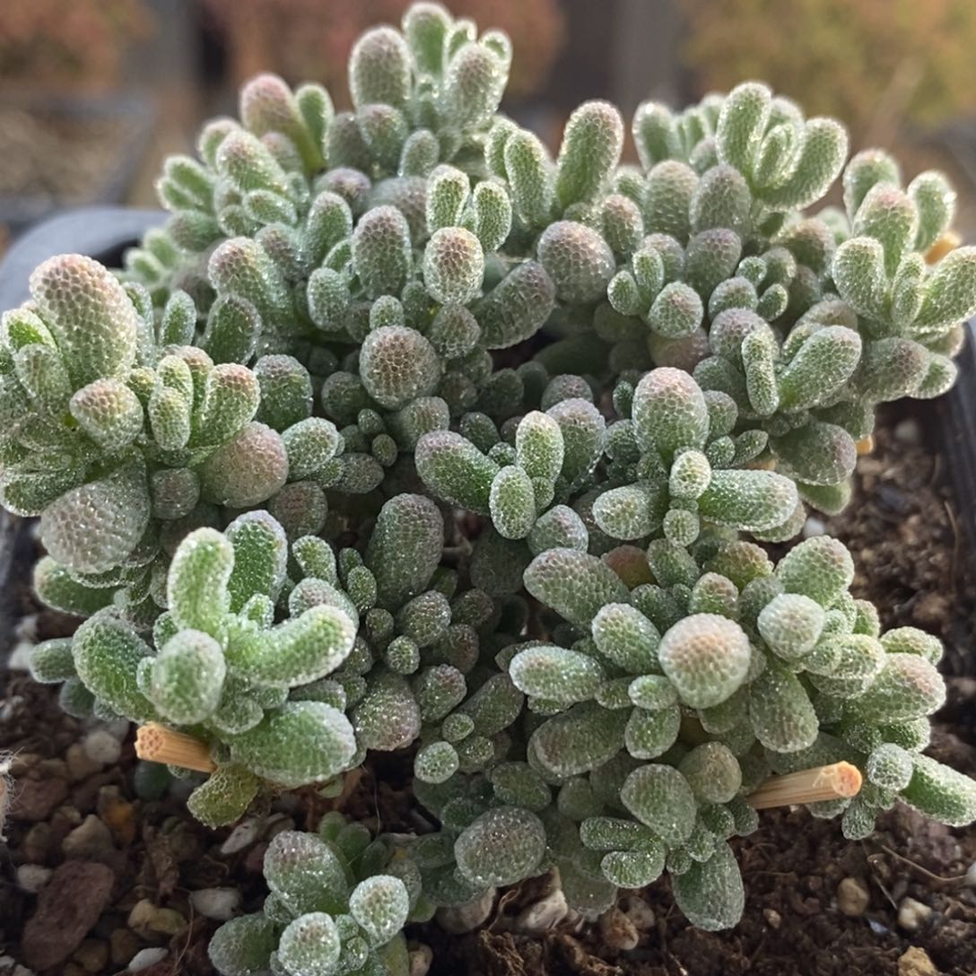 捡漏福利冰晶7202枝干番杏