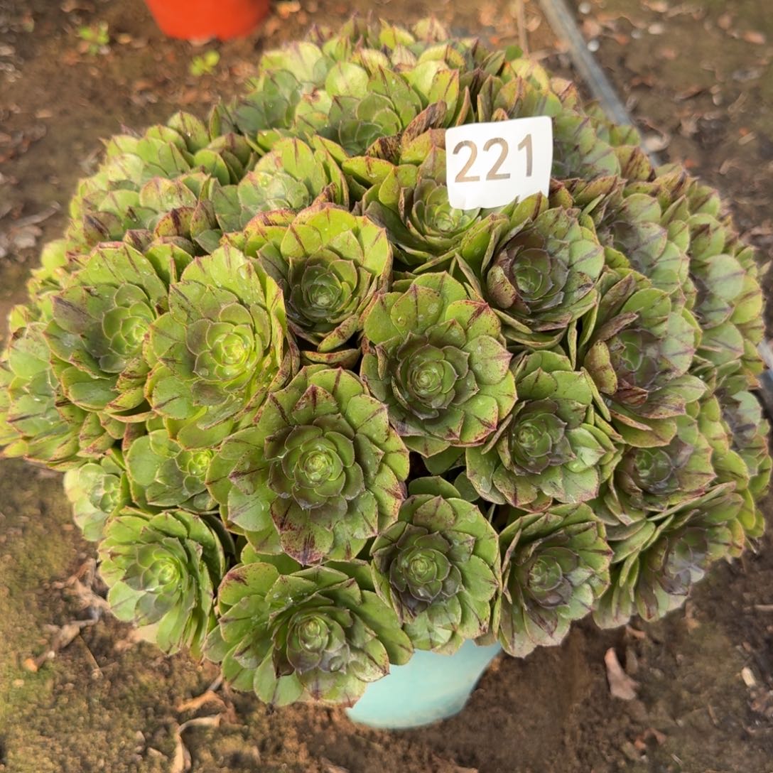 万拉丝法师多肉221号法师多肉