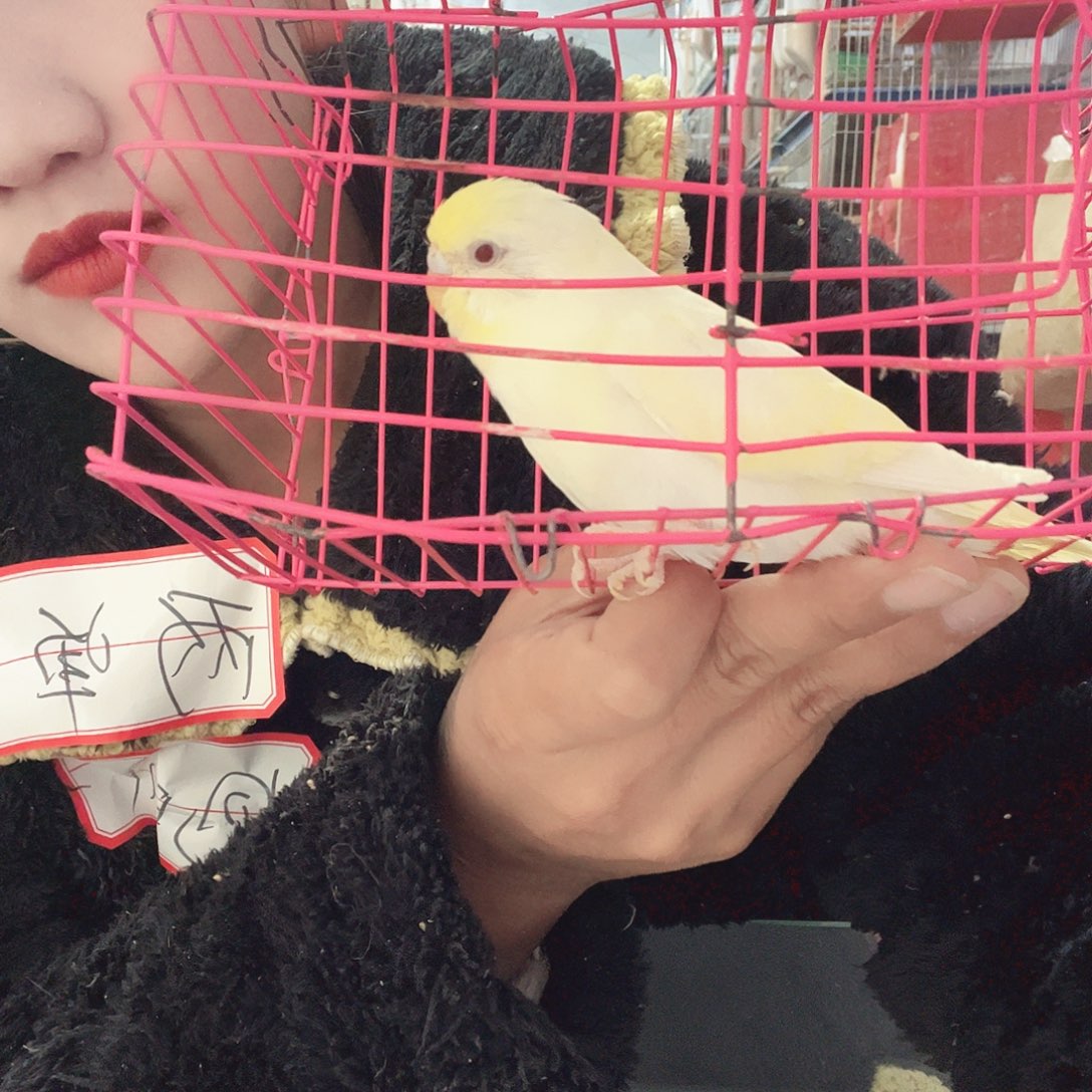 虎皮鹦鹉我的小姐姐