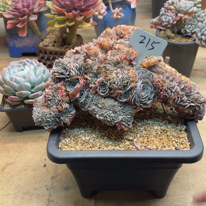 五****多肉植物，天赐缀215号