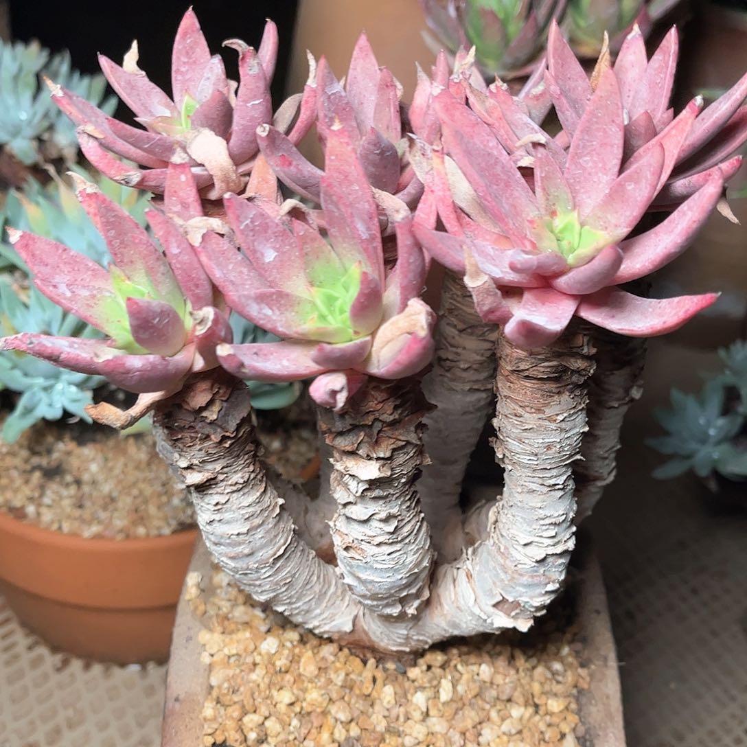 6110苹果叶仙女杯多肉