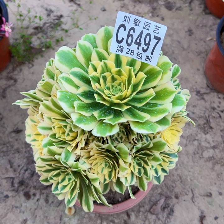 迈巴赫多肉植物法师6497