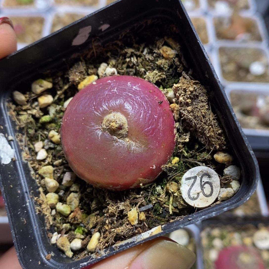 灯泡3.1cm多肉带盆