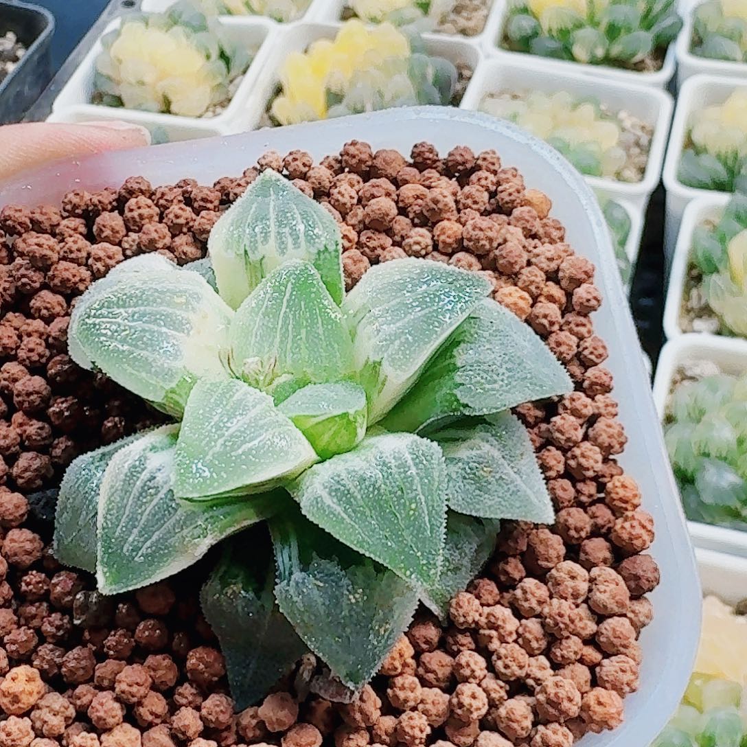 无花朵十二卷 白雪公主锦