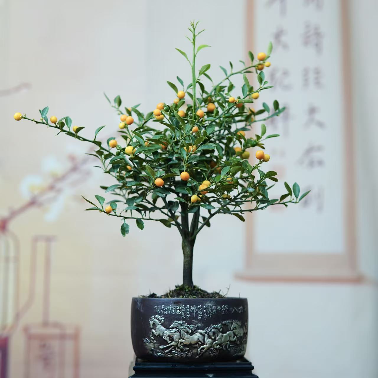 福豆豆金色豆植物好养活带果子发