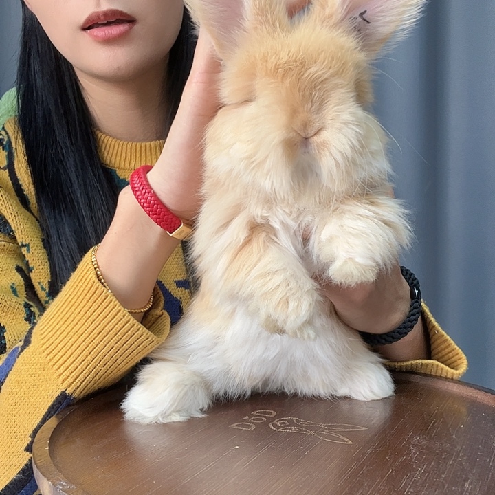 英系安哥拉兔奶黄包妹妹79