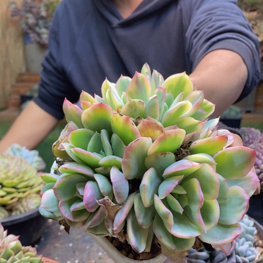 夏*C240号绮罗锦带盆