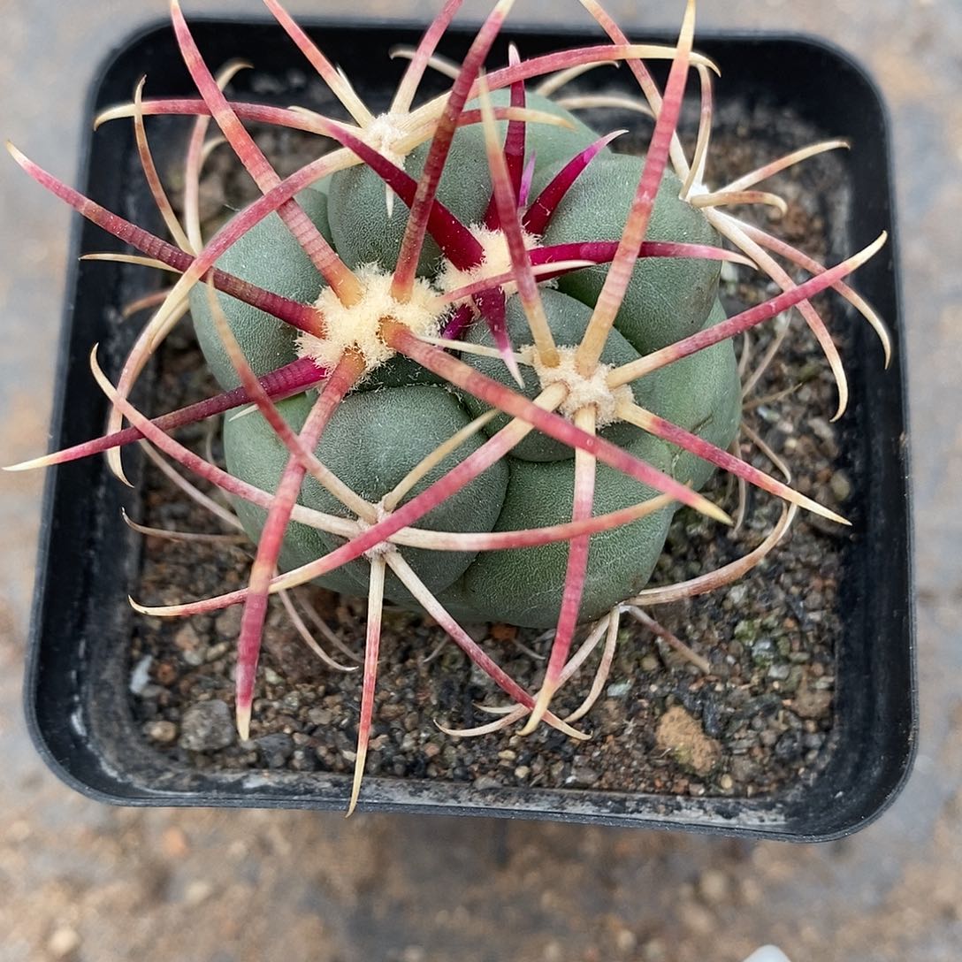 实生  高木绯冠龙3.5公分左右一物一拍