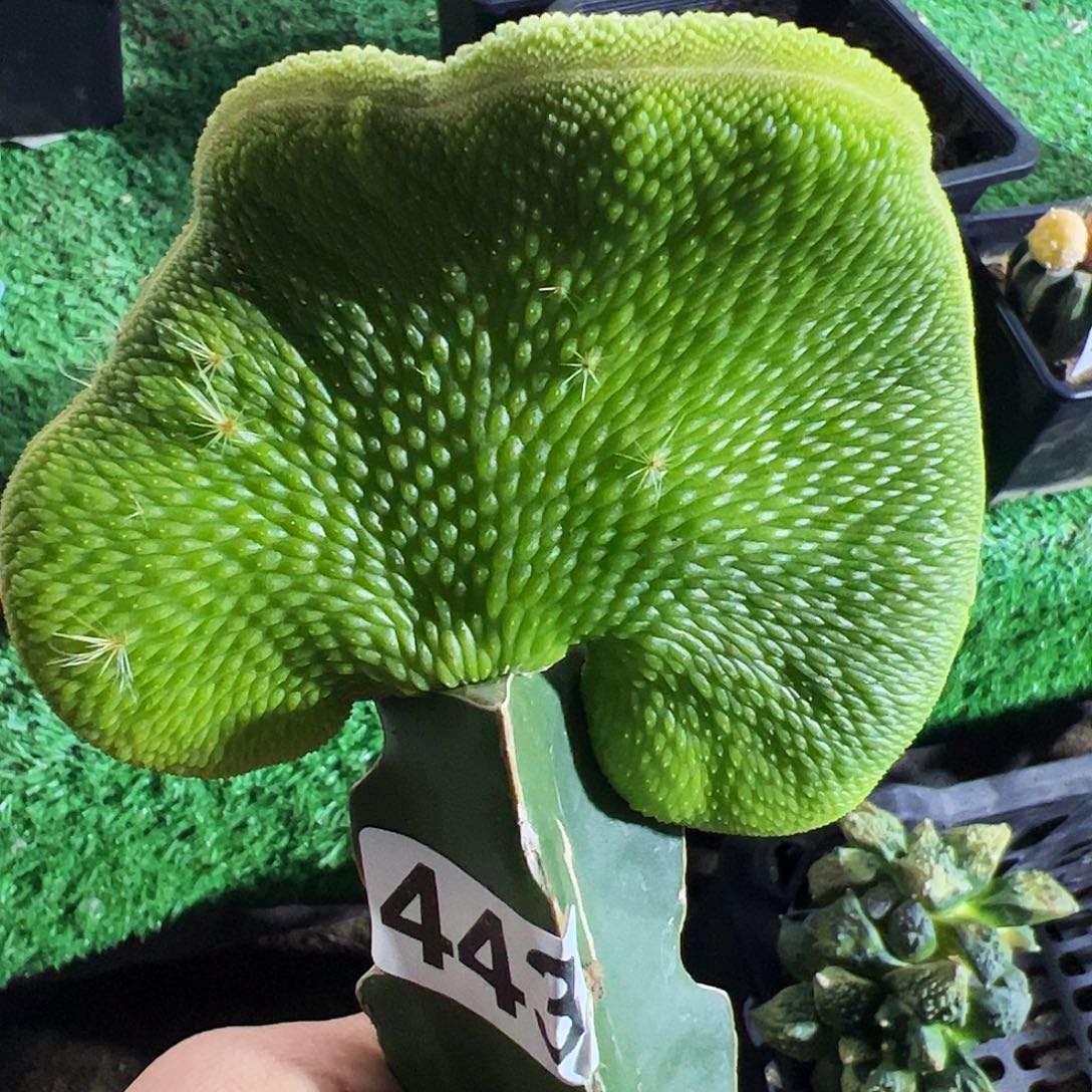 无花朵福利青蛇缀化443
