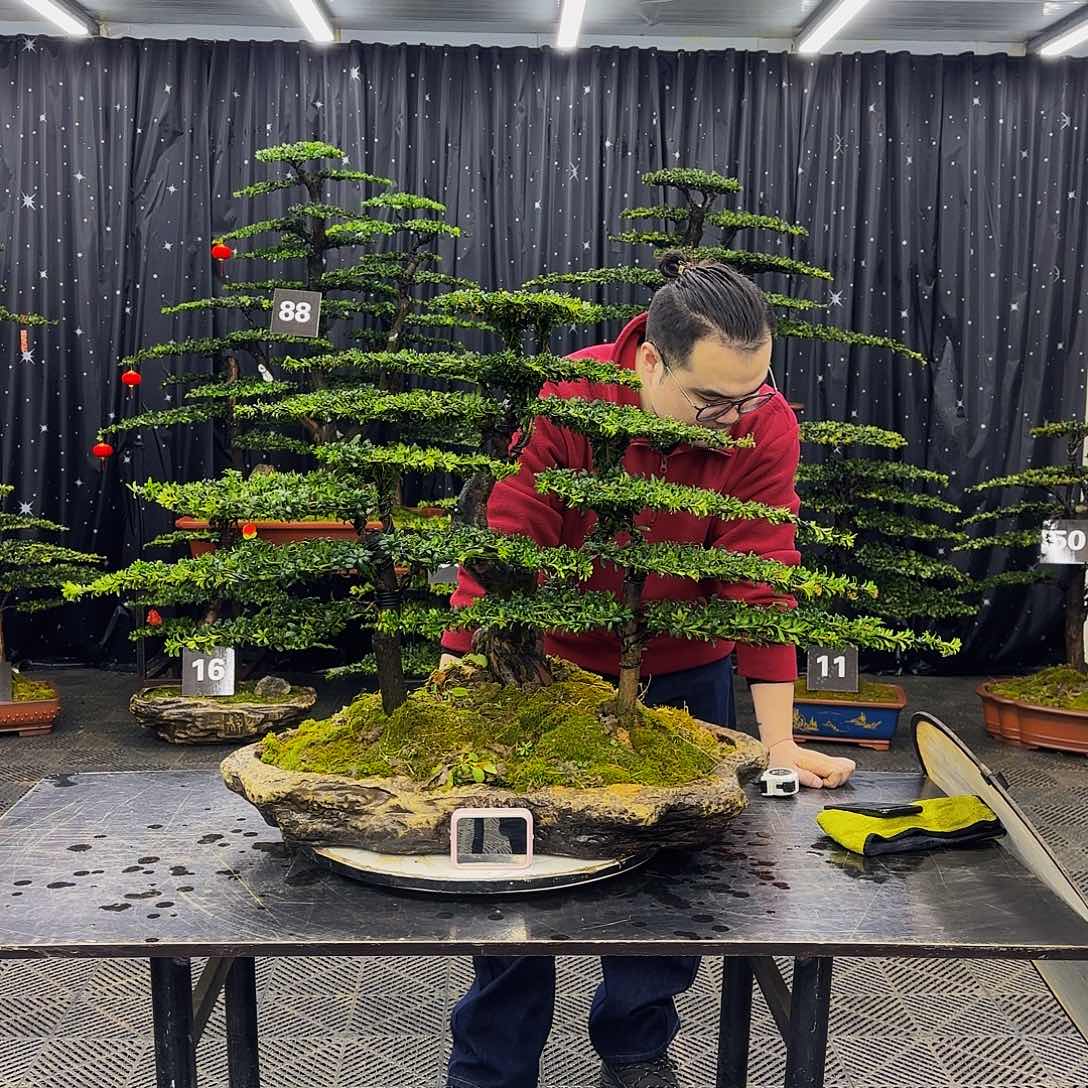 珍珠红芽罗汉松造型盆景