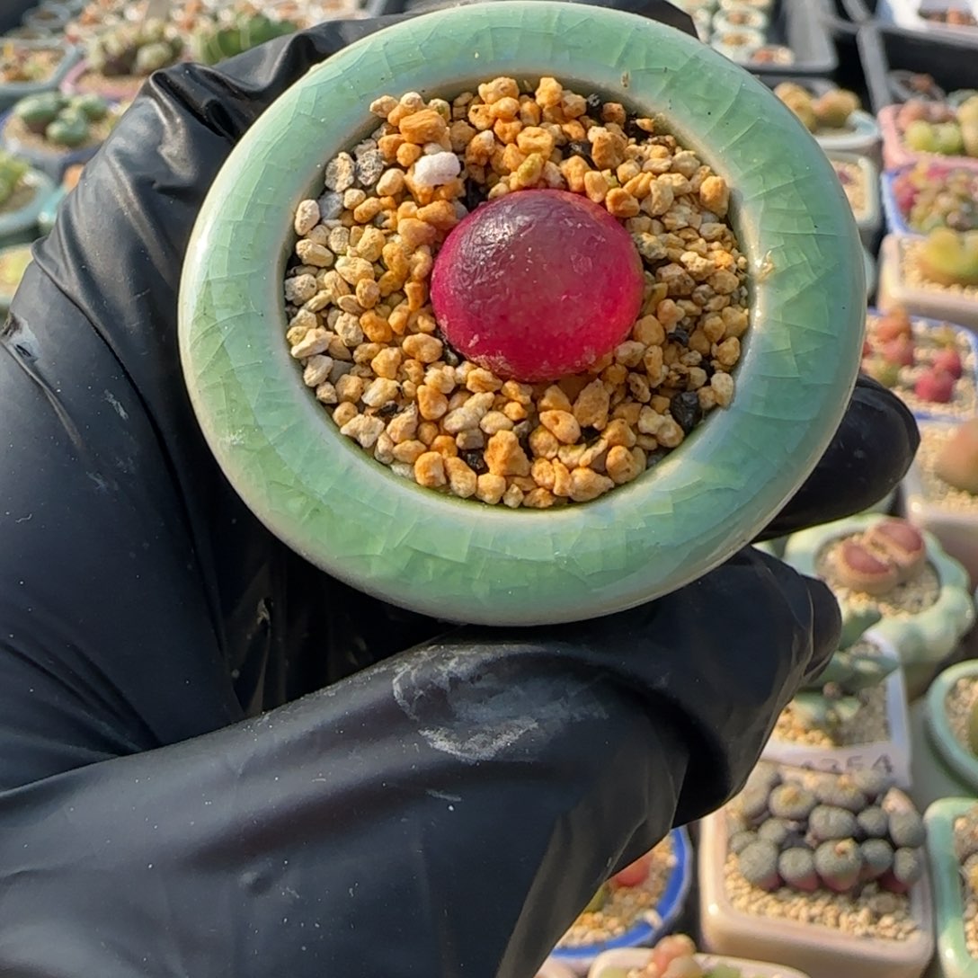 4369--一物一拍 带盆