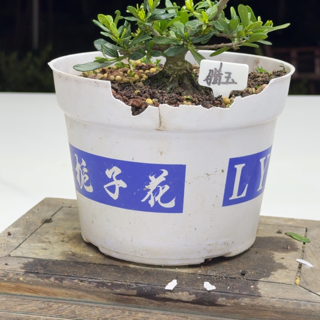完全开放腊玉换盆寄养开春发
