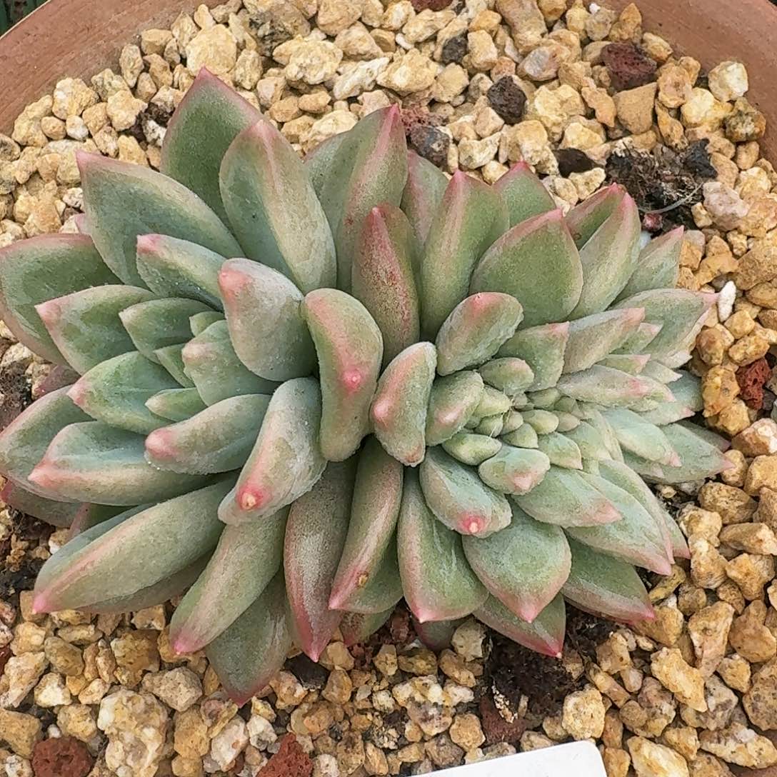 1512一物一拍（满28包邮）