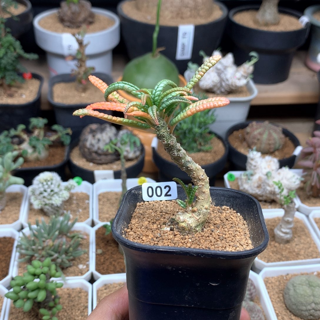 泡泡叶巨琉桑带盆发货