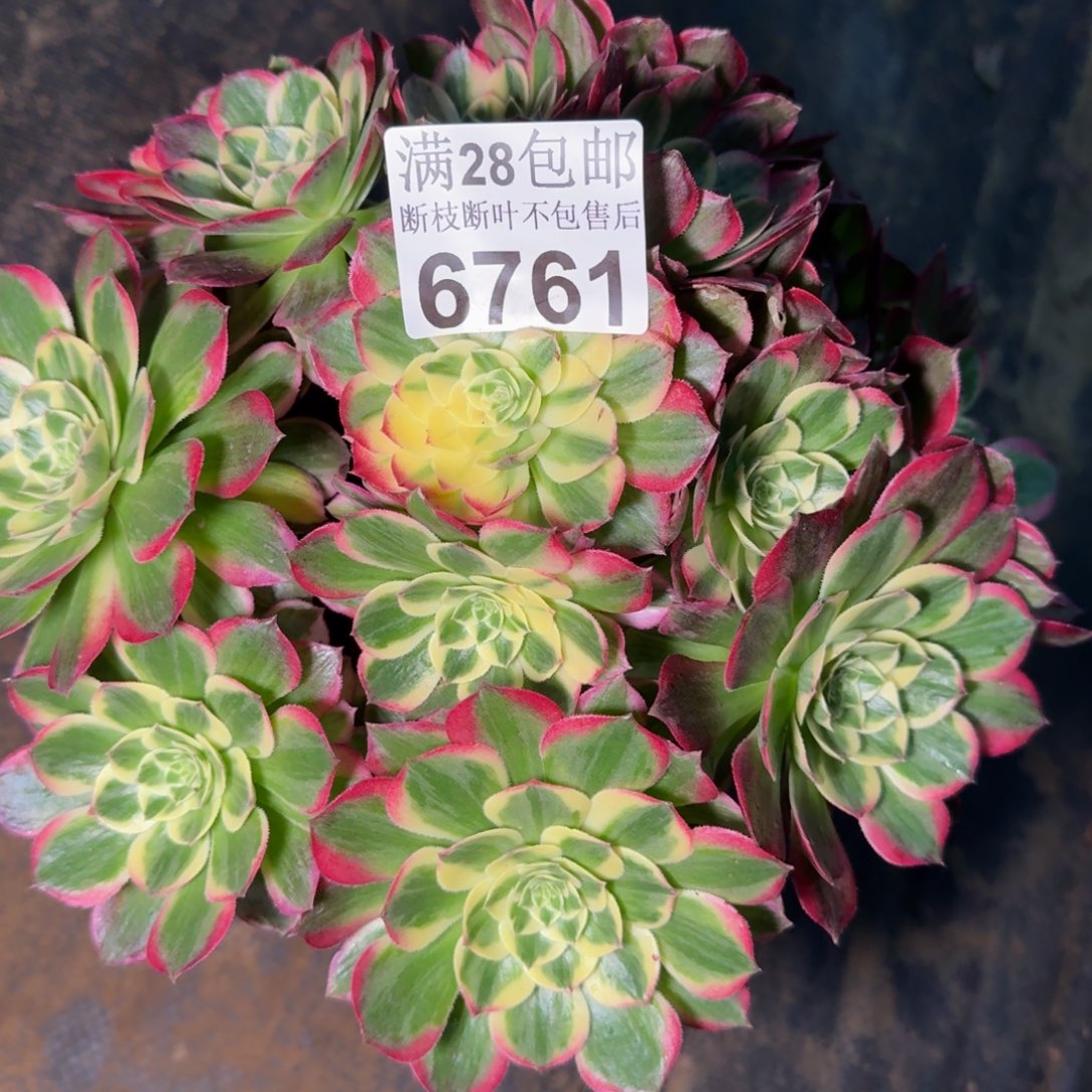 6761海王不包断枝多肉植物