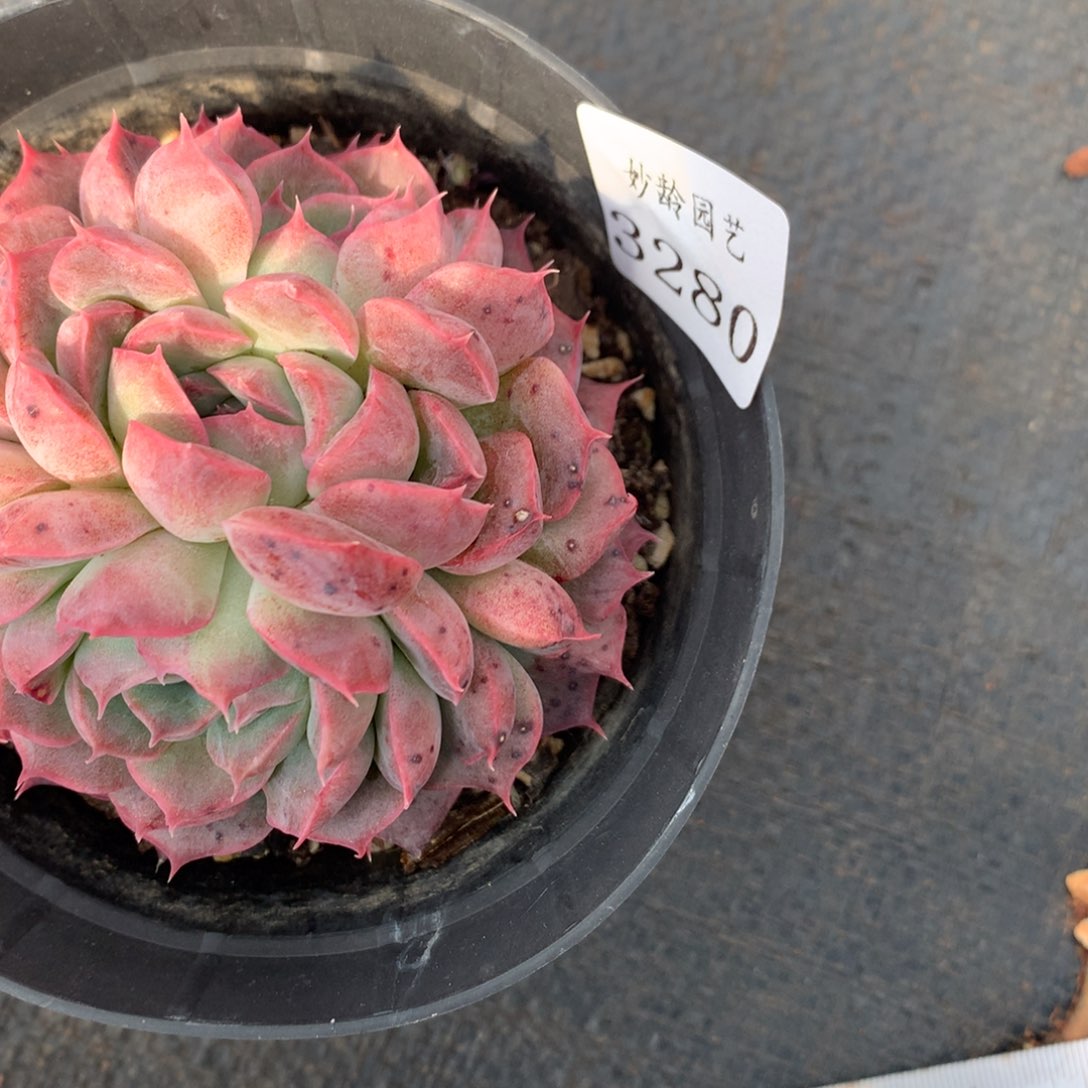 3280杂交精品基地8厘米