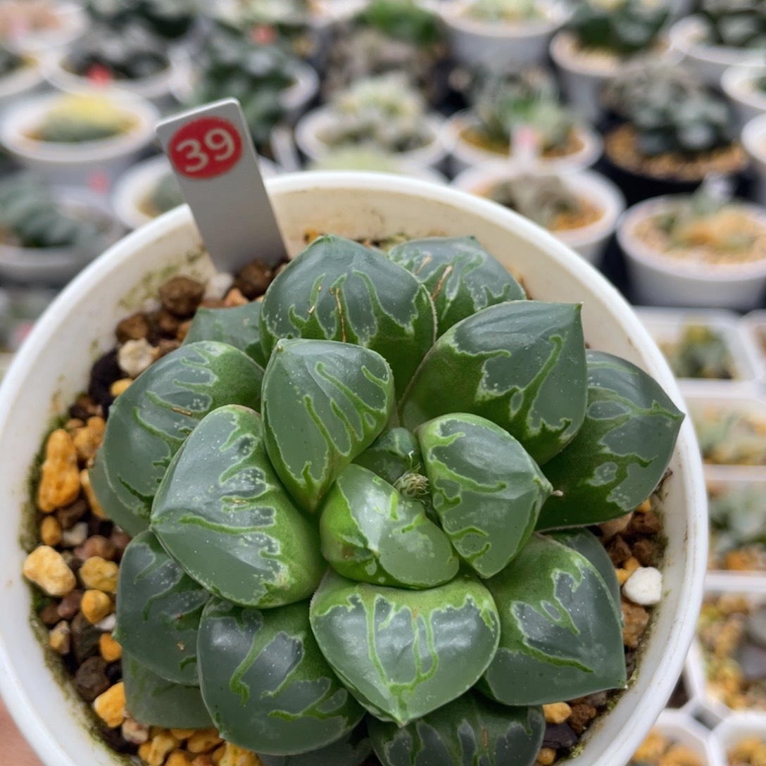 39 绿焰 脱土发货