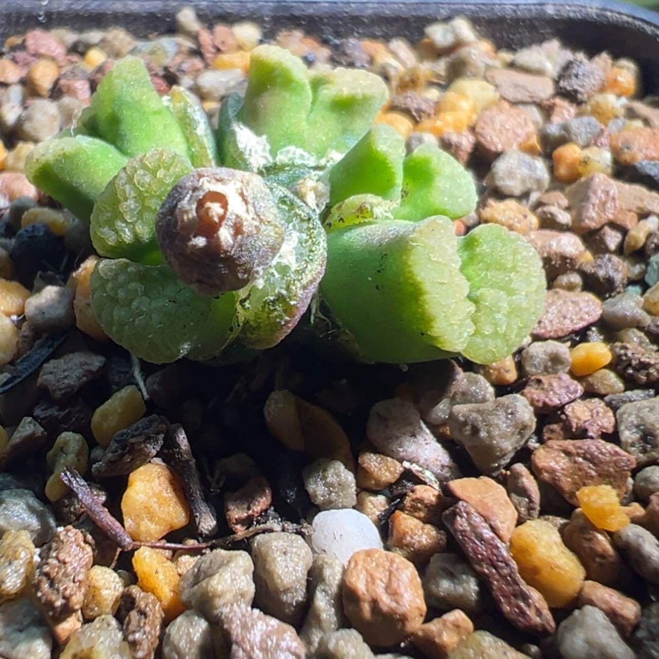 【闪购商品】问多头磁铁