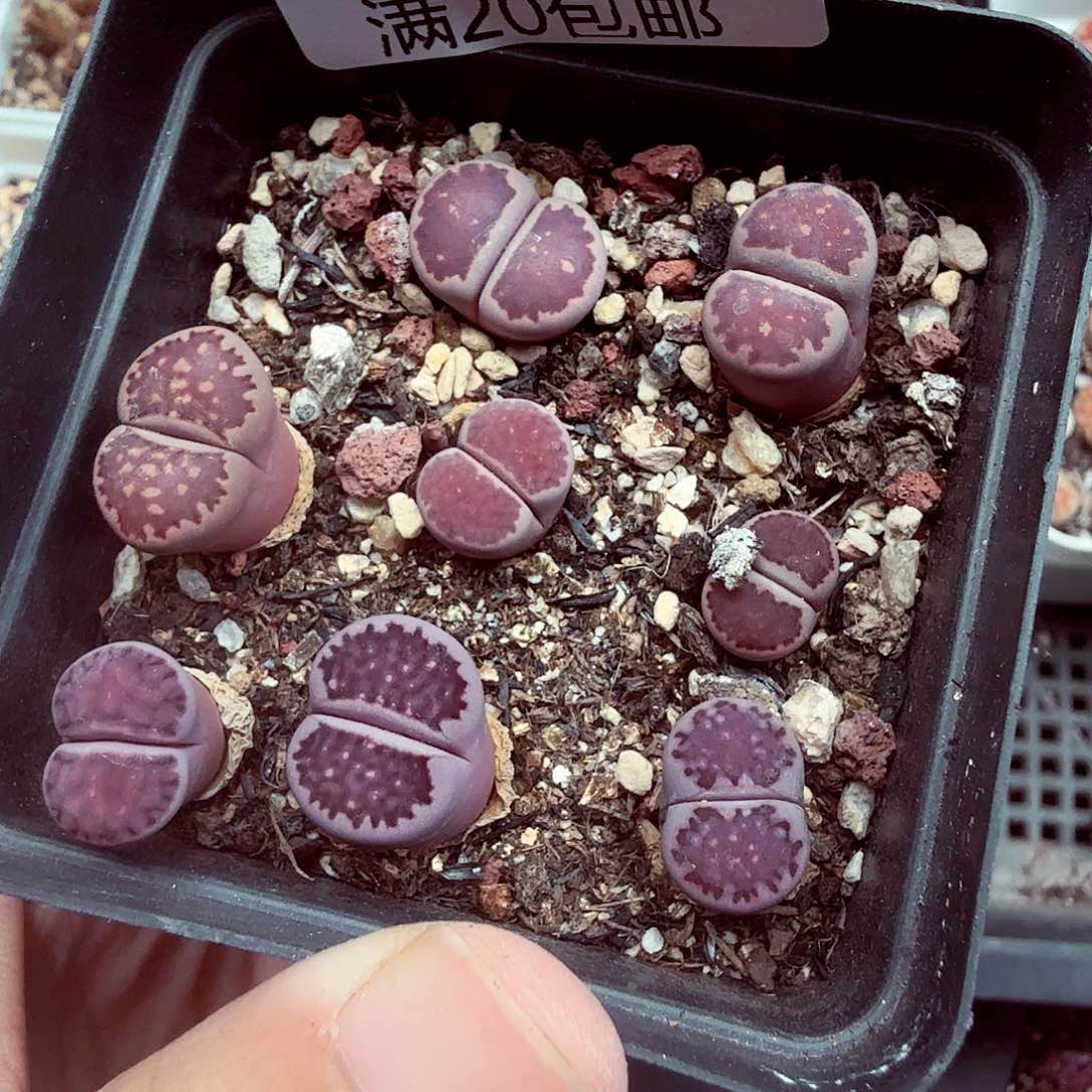 你***帅你不去上班就好哦你036