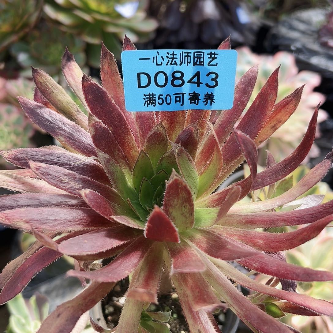 多肉植物多肉植物843