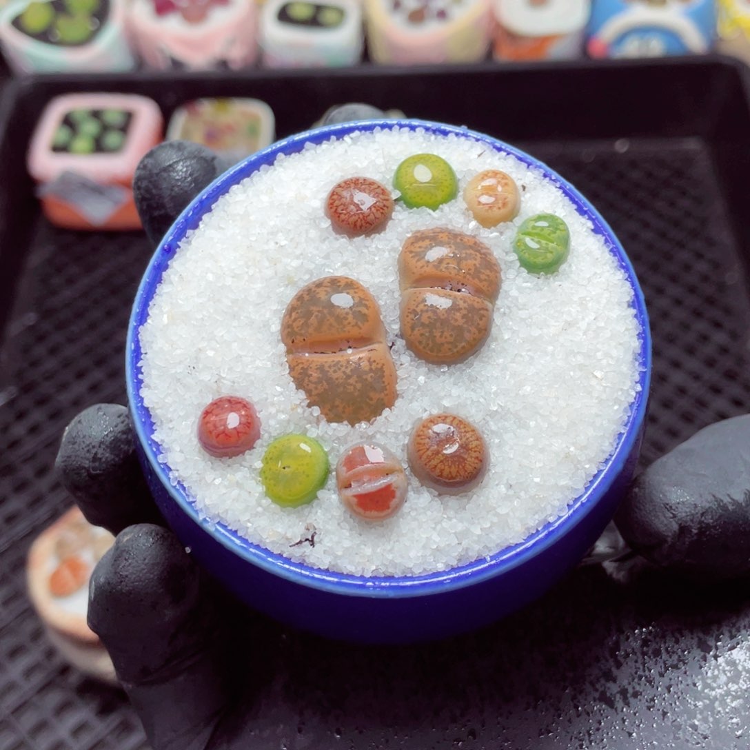 w3905--带盆土发货，零下地区拍保温箱