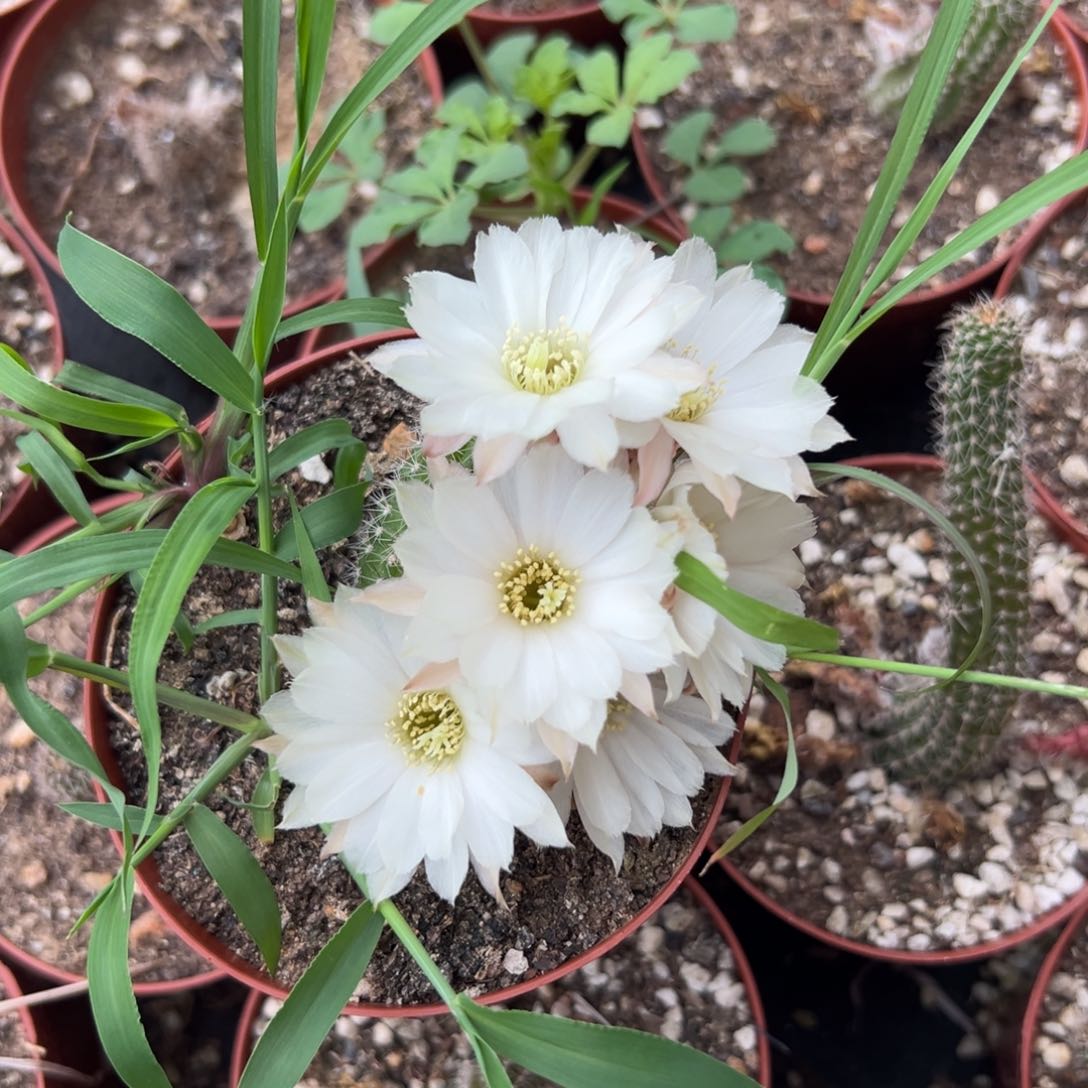 白檀仙人球224单颗带跟