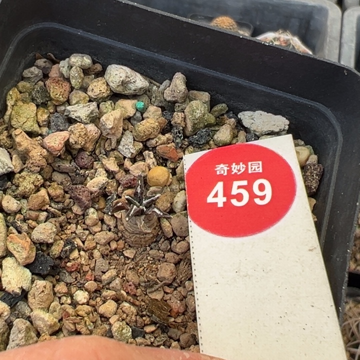 实生姬牡丹一棵仙人球