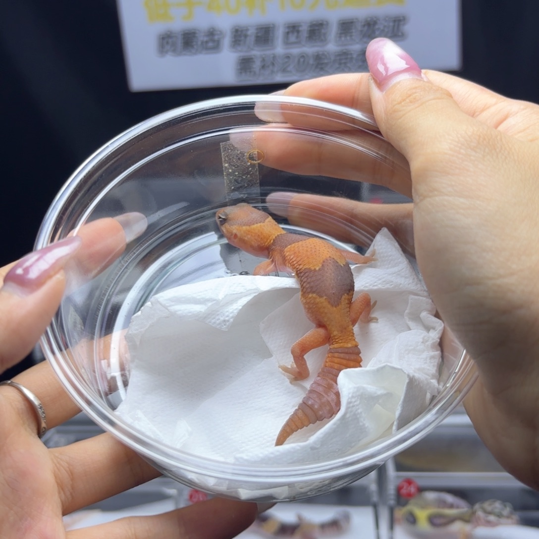 肥尾守宫橘白公温