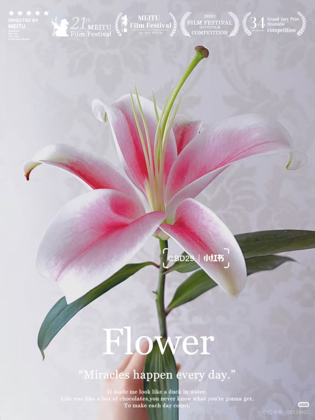 粉佳人香水百合东北鲜花顺丰包邮