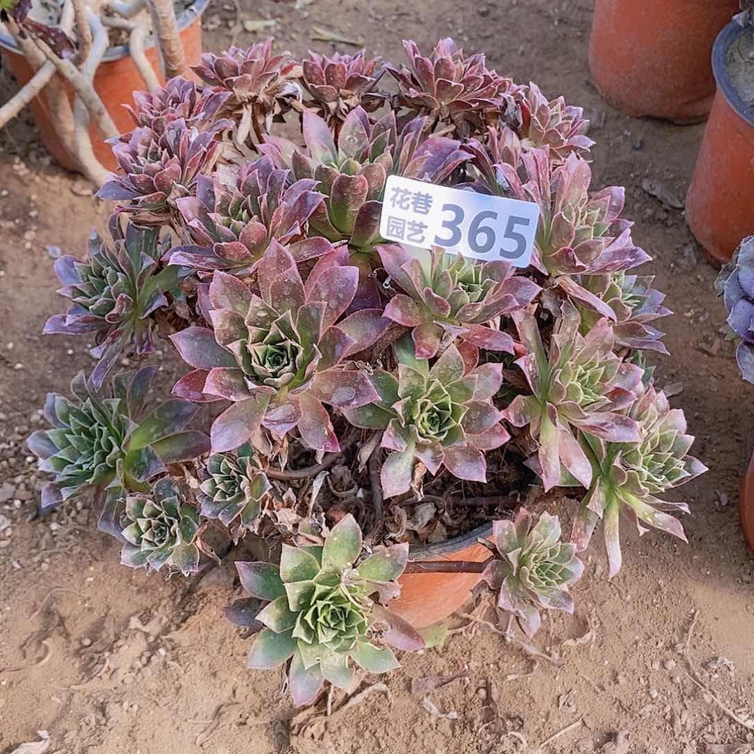 365 号一物一拍多肉植物