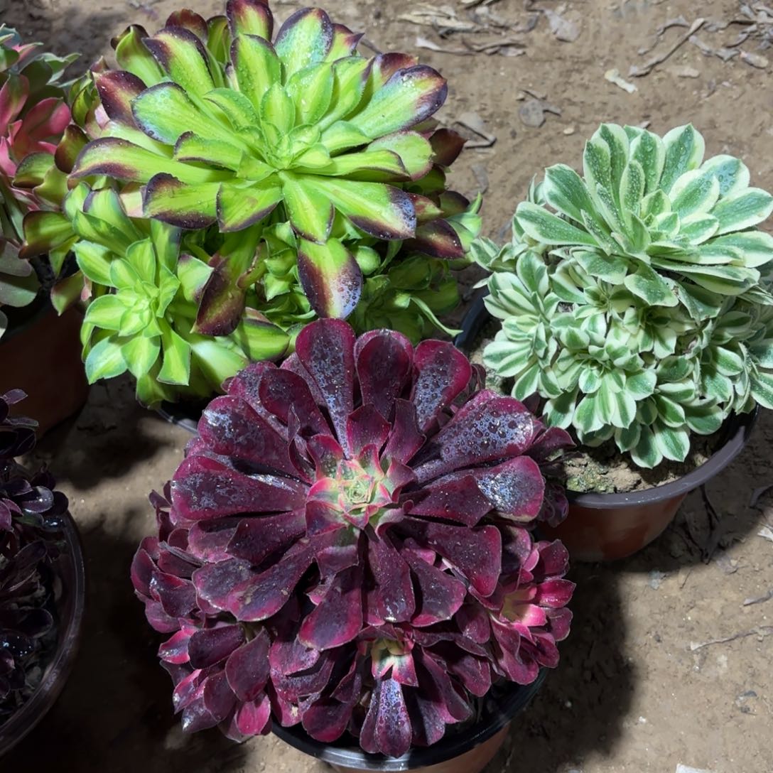 韶华美杜莎迈巴赫19.8