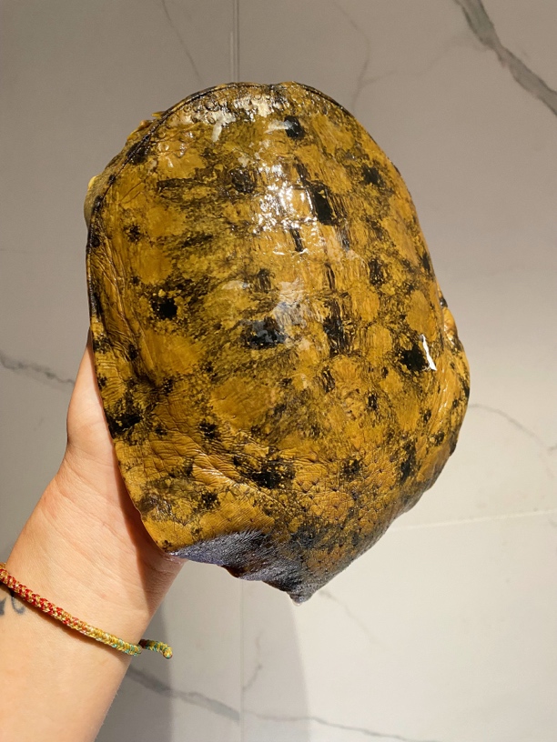原始种的深山溪流鱼
