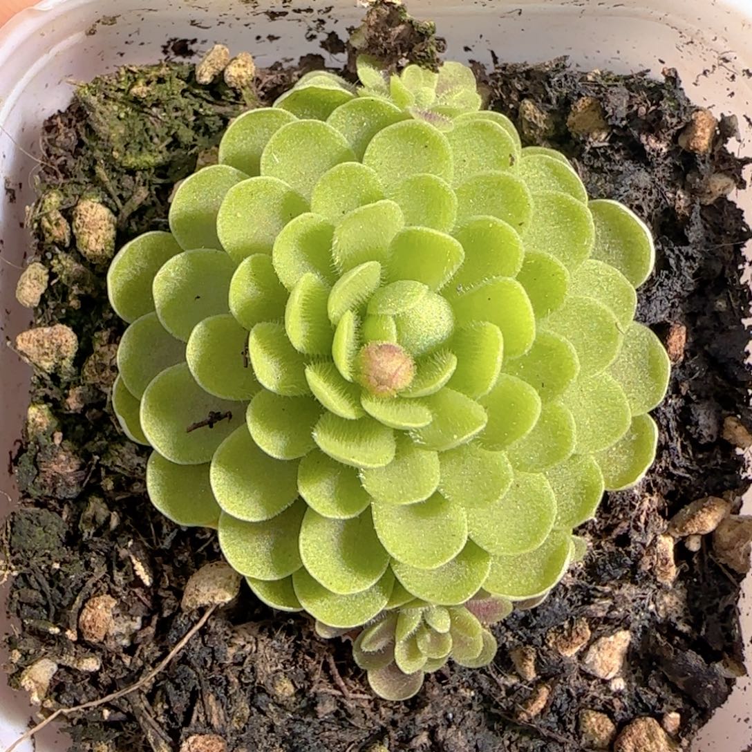 多肉1227-204捕虫堇