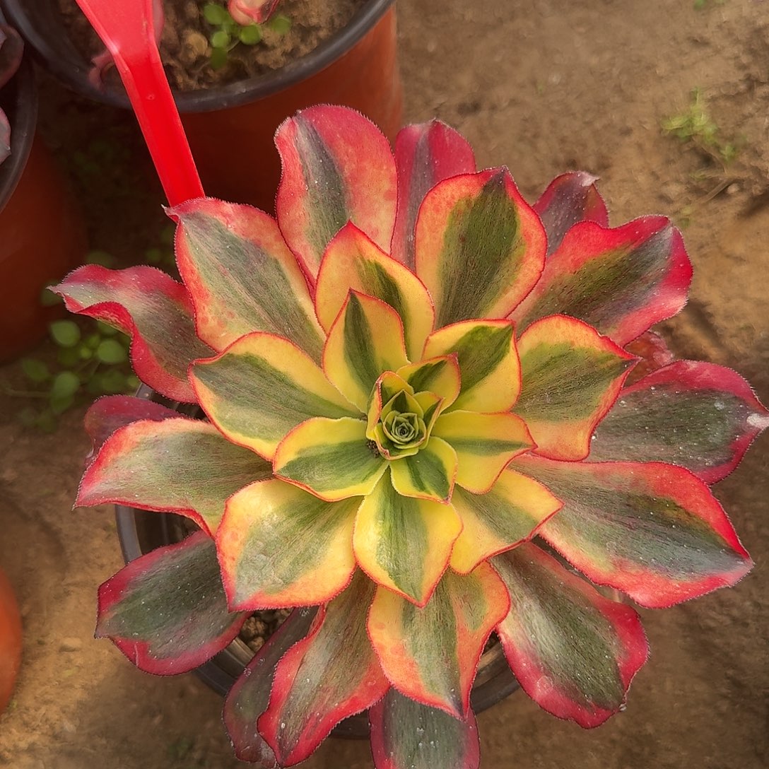 4554魅影多肉法师