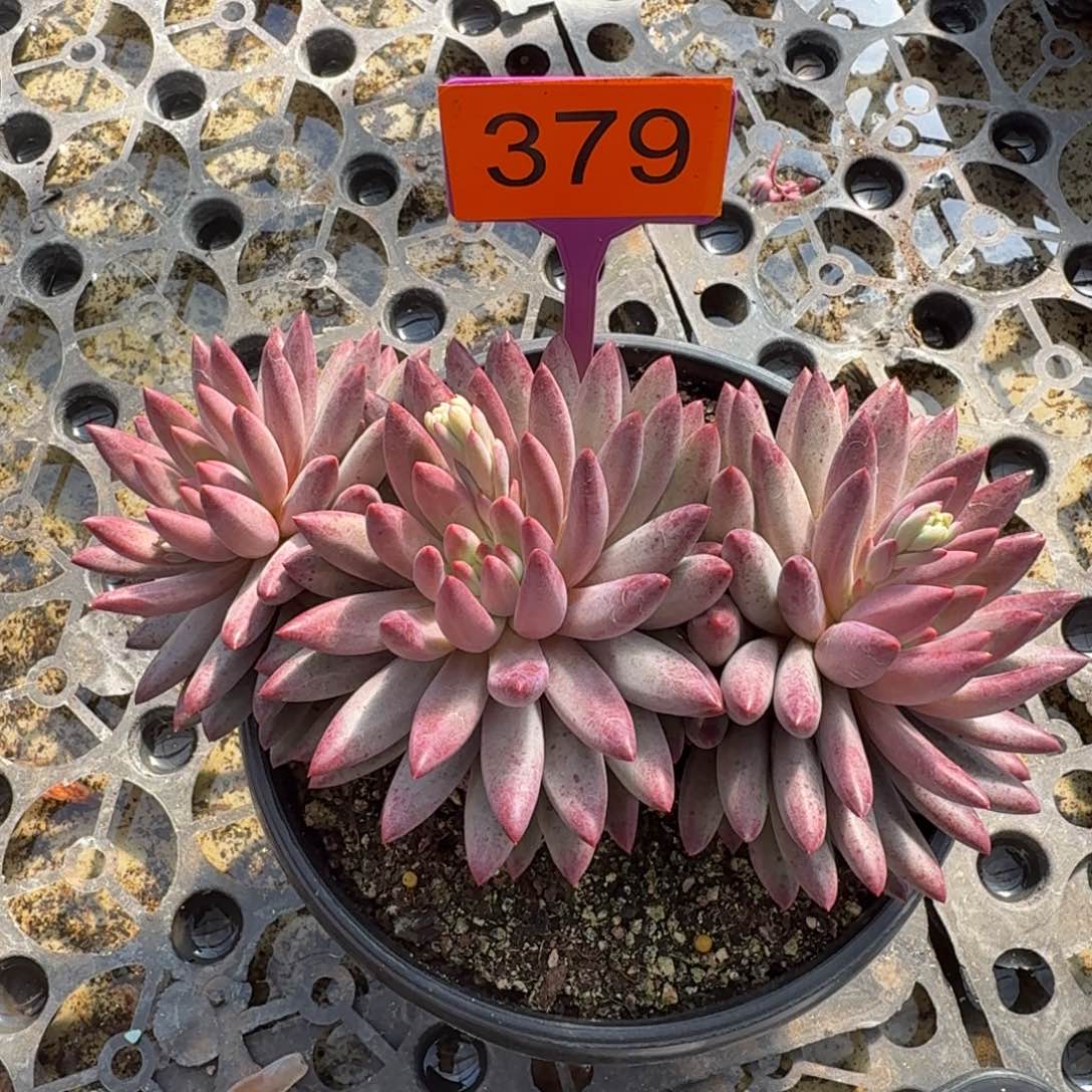 虞美人超紫一物一拍379