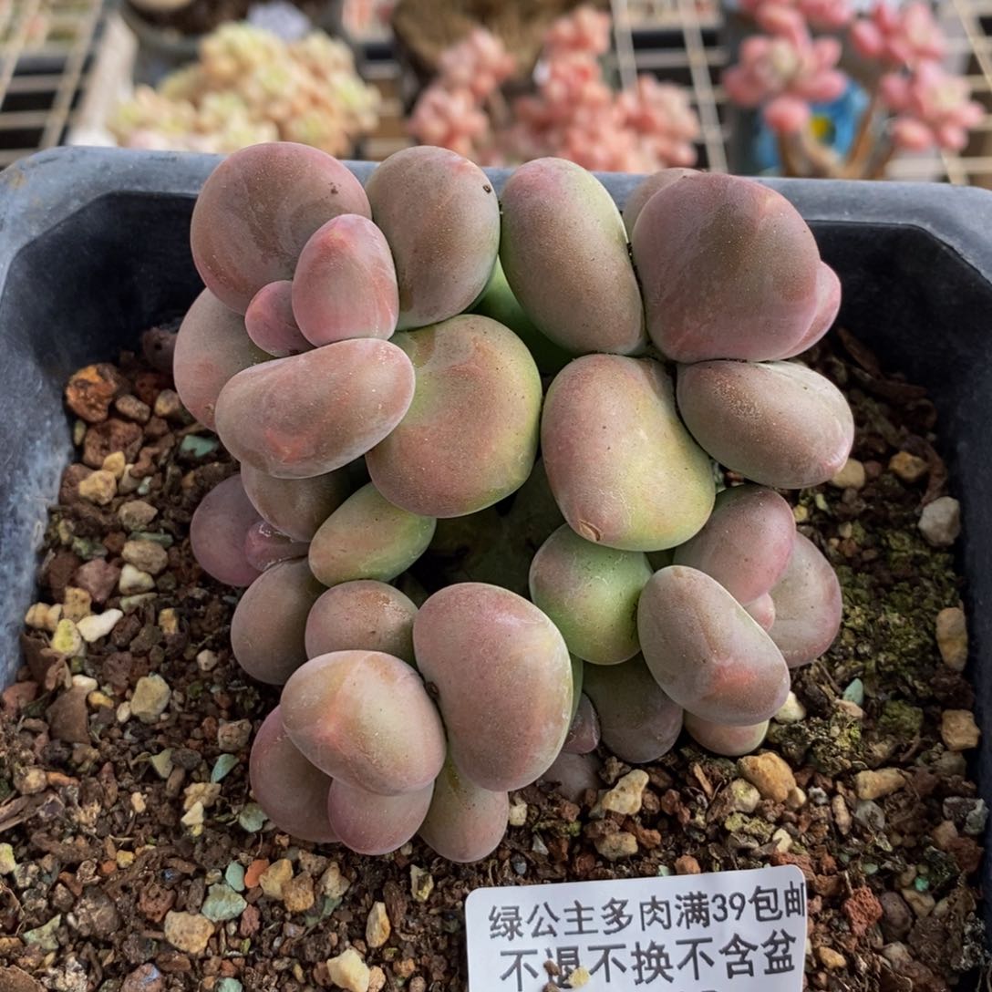 芒果奶酪748。/7c m