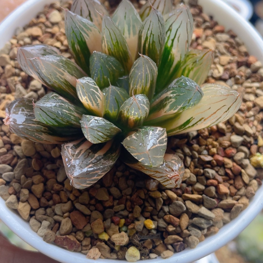 11.十二卷多肉胭脂玉露锦。   