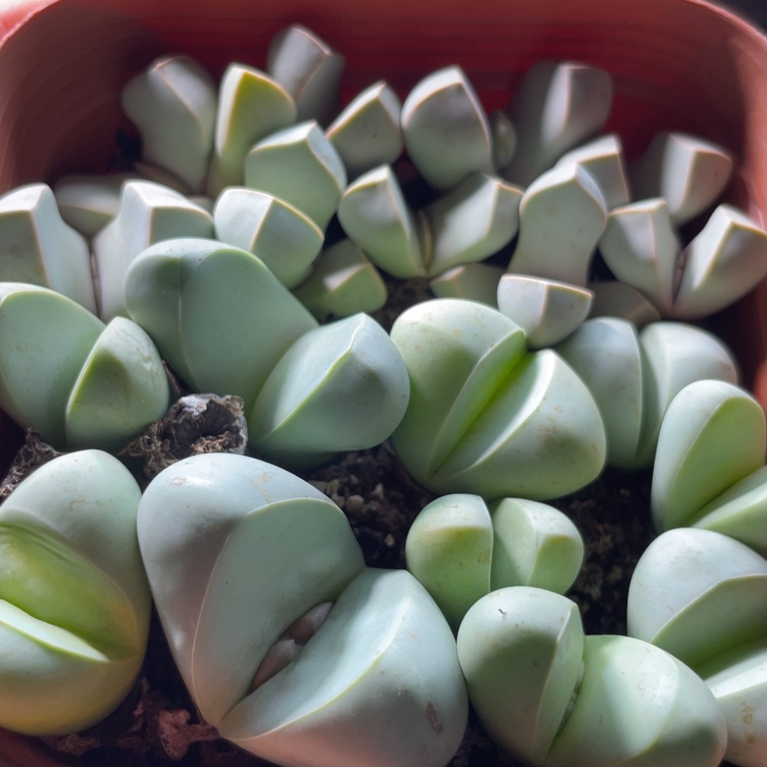 大盆特价一物一拍～9