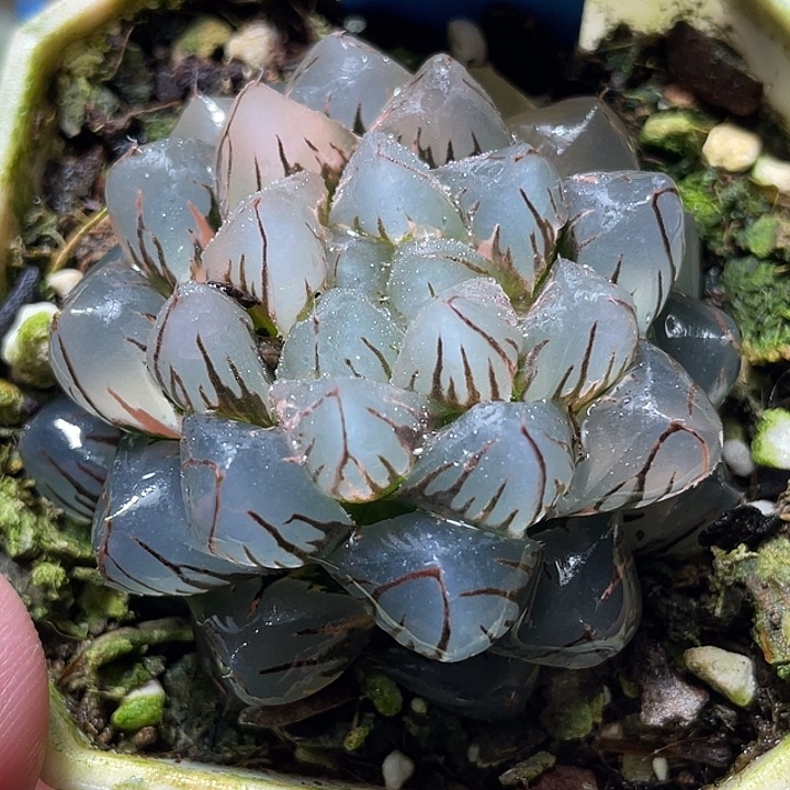 601水中月锦母本福利