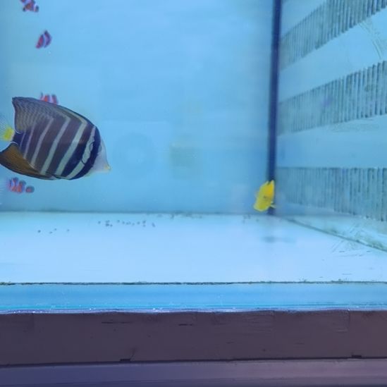 6+黄新娘海水鱼一条