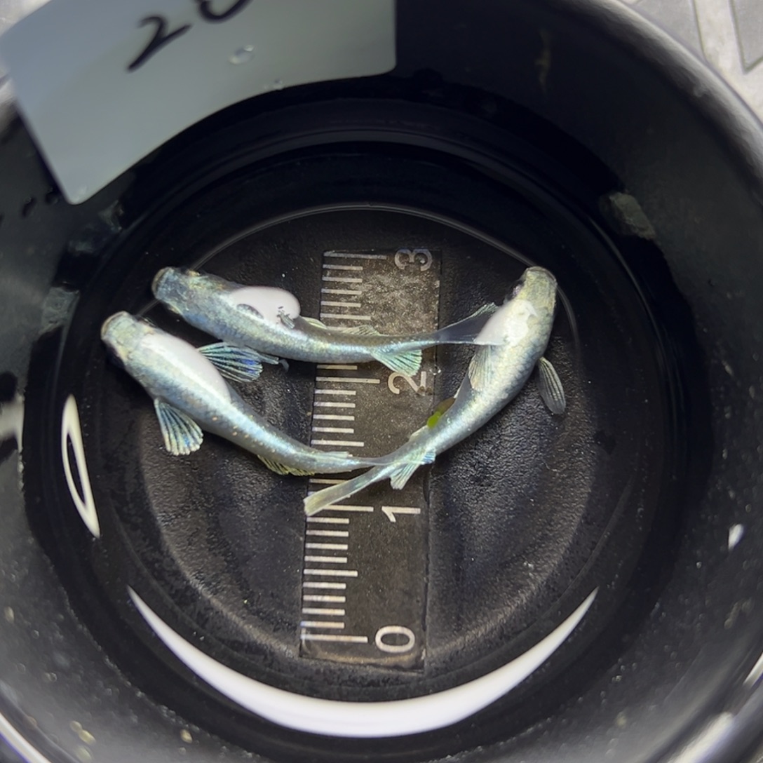 青鳉鱼20。        