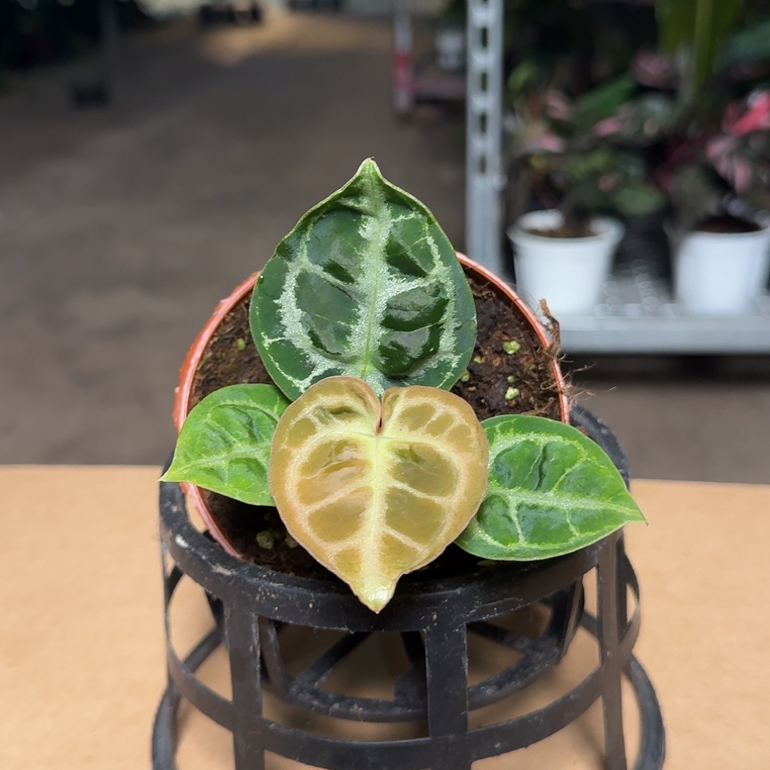 完全开放H01铜锣烧杂开播福利